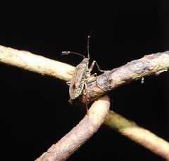 Elasmolomus squalidus