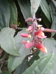 Thunbergia coccinea