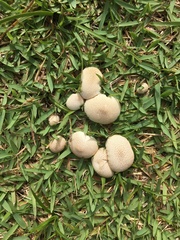 Lycoperdaceae
