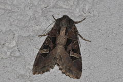 Trigonophora jodea