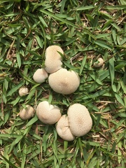 Lycoperdaceae