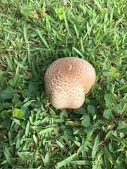 Lycoperdaceae