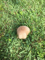 Lycoperdaceae