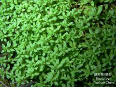 Callitriche peploides