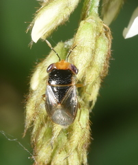 Geocoris ochropterus