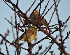 Emberiza cirlus