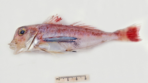 Butterfly gurnard (Lepidotrigla mulhalli) — Triglidae — 2