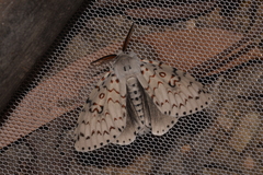 Lymantria nephrographa