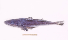 Ratabulus diversidens