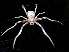 Poltys illepidus
