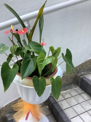 Anthurium