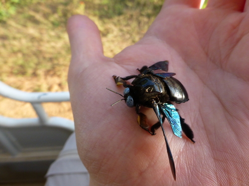 Slender-scaped Carpenter Bee