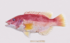 Bodianus flavipinnis
