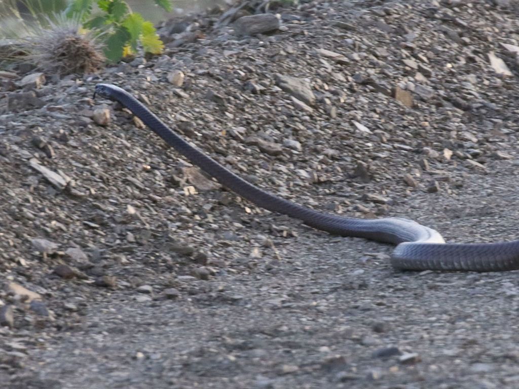 Black Mamba from D850, Hardap Region, Namibia on April 27, 2018 at 03: ...