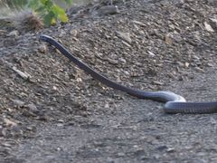 Dendroaspis polylepis