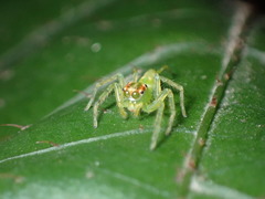 Epeus alboguttatus