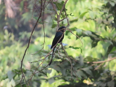 Dicrurus macrocercus