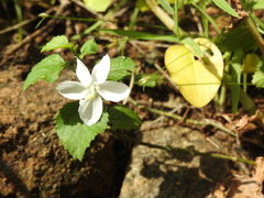 Hibiscus micranthus