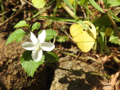 Hibiscus micranthus