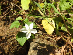 Hibiscus micranthus
