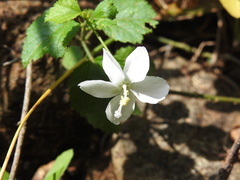 Hibiscus micranthus