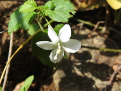 Hibiscus micranthus