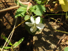Hibiscus micranthus