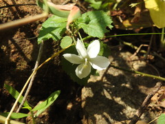 Hibiscus micranthus