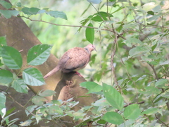 Streptopelia chinensis