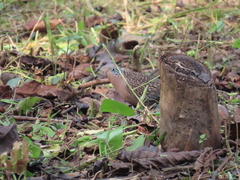 Streptopelia chinensis