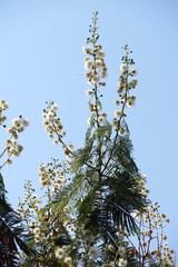 Leucaena esculenta