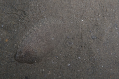 Arnoglossus