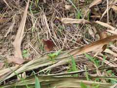 Elymnias hypermnestra