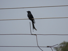 Dicrurus macrocercus