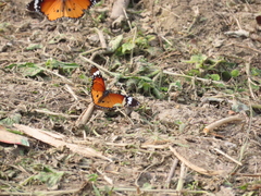 Danaus chrysippus