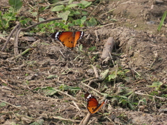 Danaus chrysippus