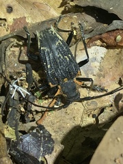 Polyrhaphis fabricii