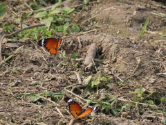 Danaus chrysippus