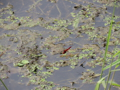 Crocothemis servilia