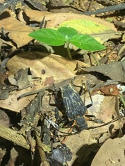 Polyrhaphis fabricii