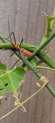 Zelus longipes