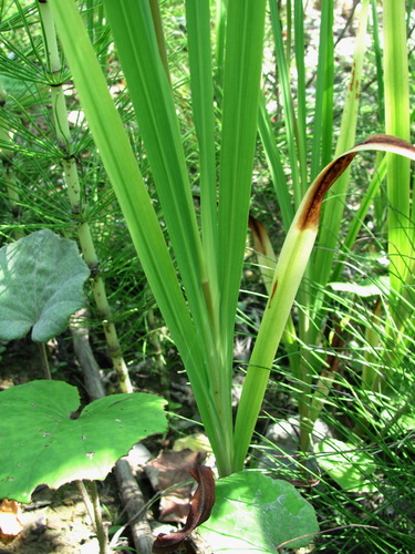 Crocosmia × crocosmiiflora