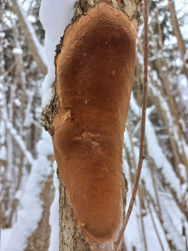 Elbowpatch Crust (Fomitiporia punctata)