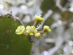 Euphorbia antiquorum