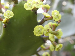 Euphorbia antiquorum