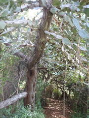 Euphorbia antiquorum