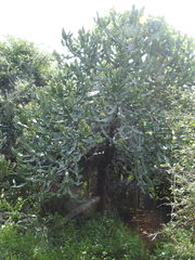 Euphorbia antiquorum