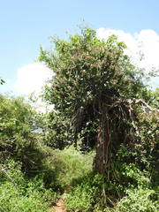 Euphorbia antiquorum
