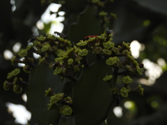 Euphorbia antiquorum