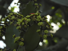 Euphorbia antiquorum